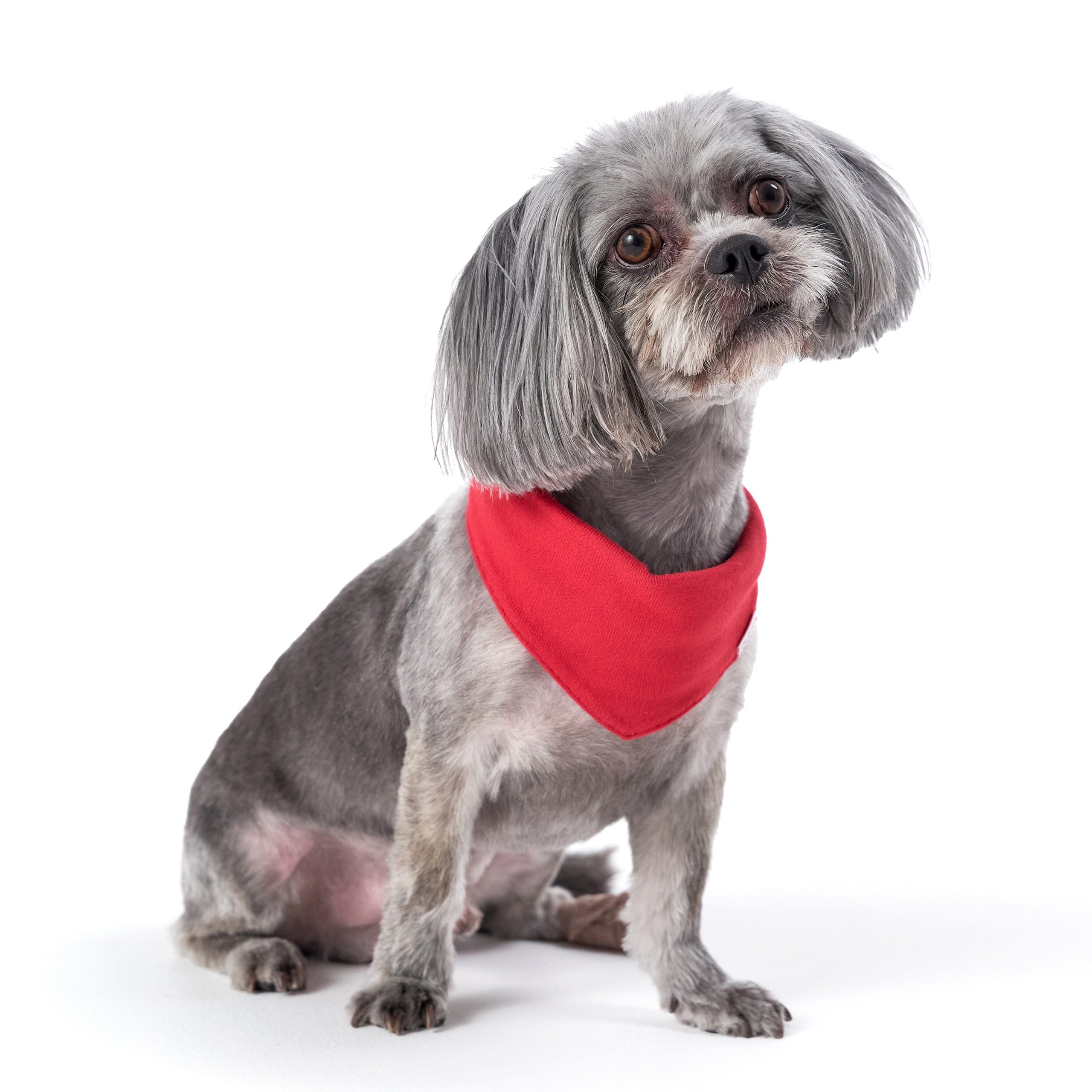 Red Hacci Pet Bandana - Image 3